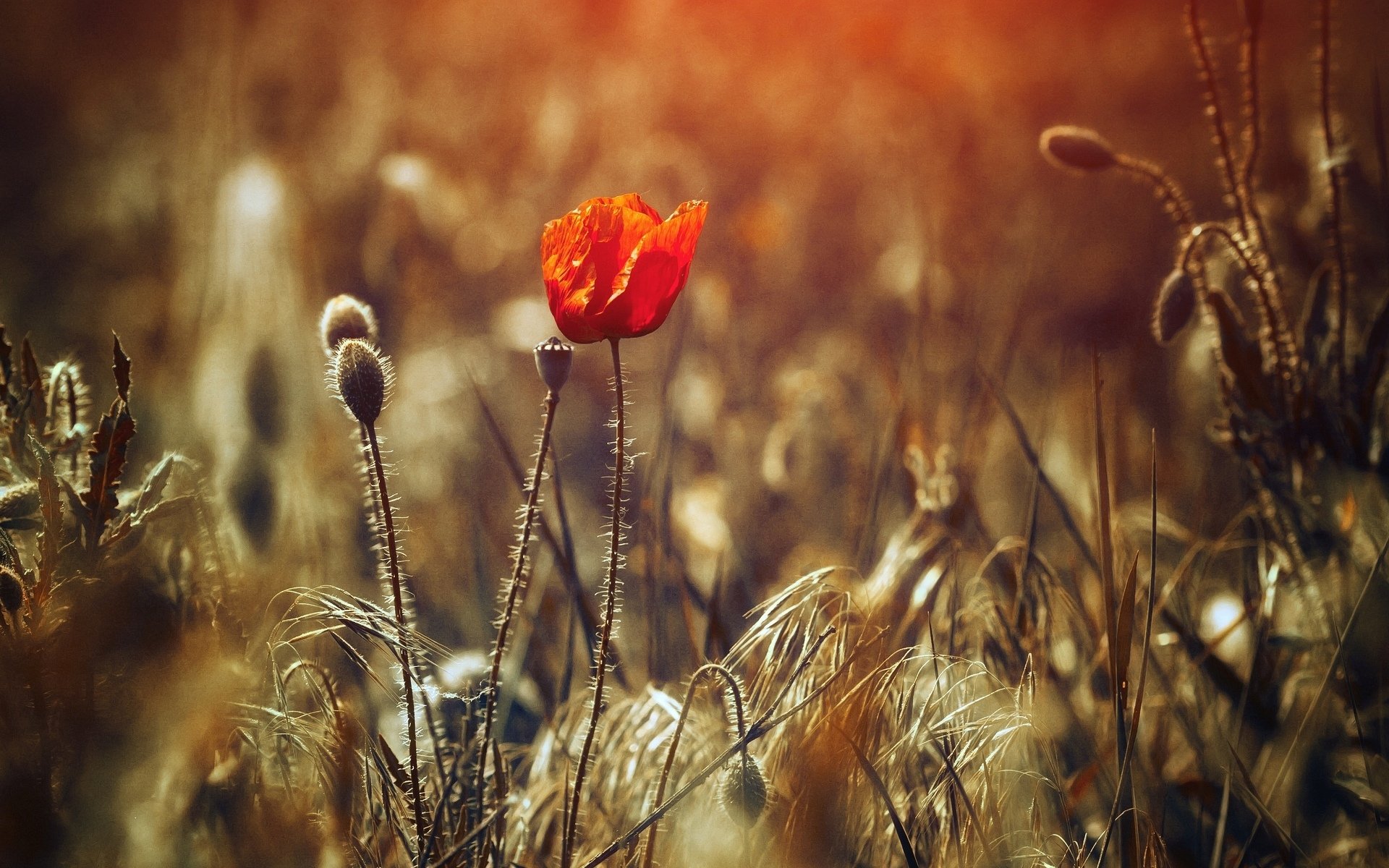 Wallpaper Poppy Flowers Desktop Wallpapers Download Red Flower Nature