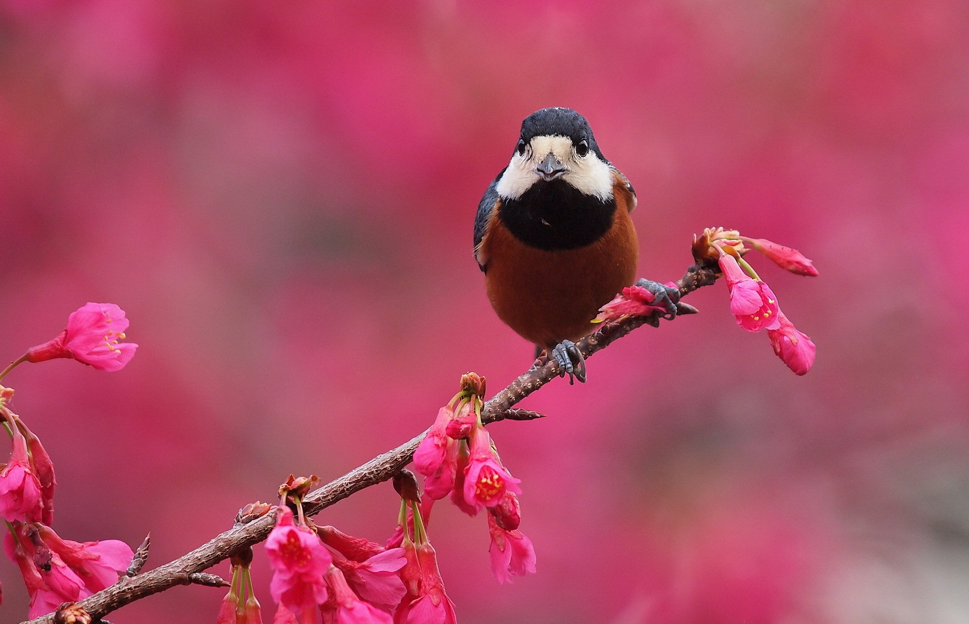 A chestnut-bellied tit perched on a blooming branch, surrounded by vibrant pink flowers. This HD wallpaper captures the beauty of nature and wildlife.