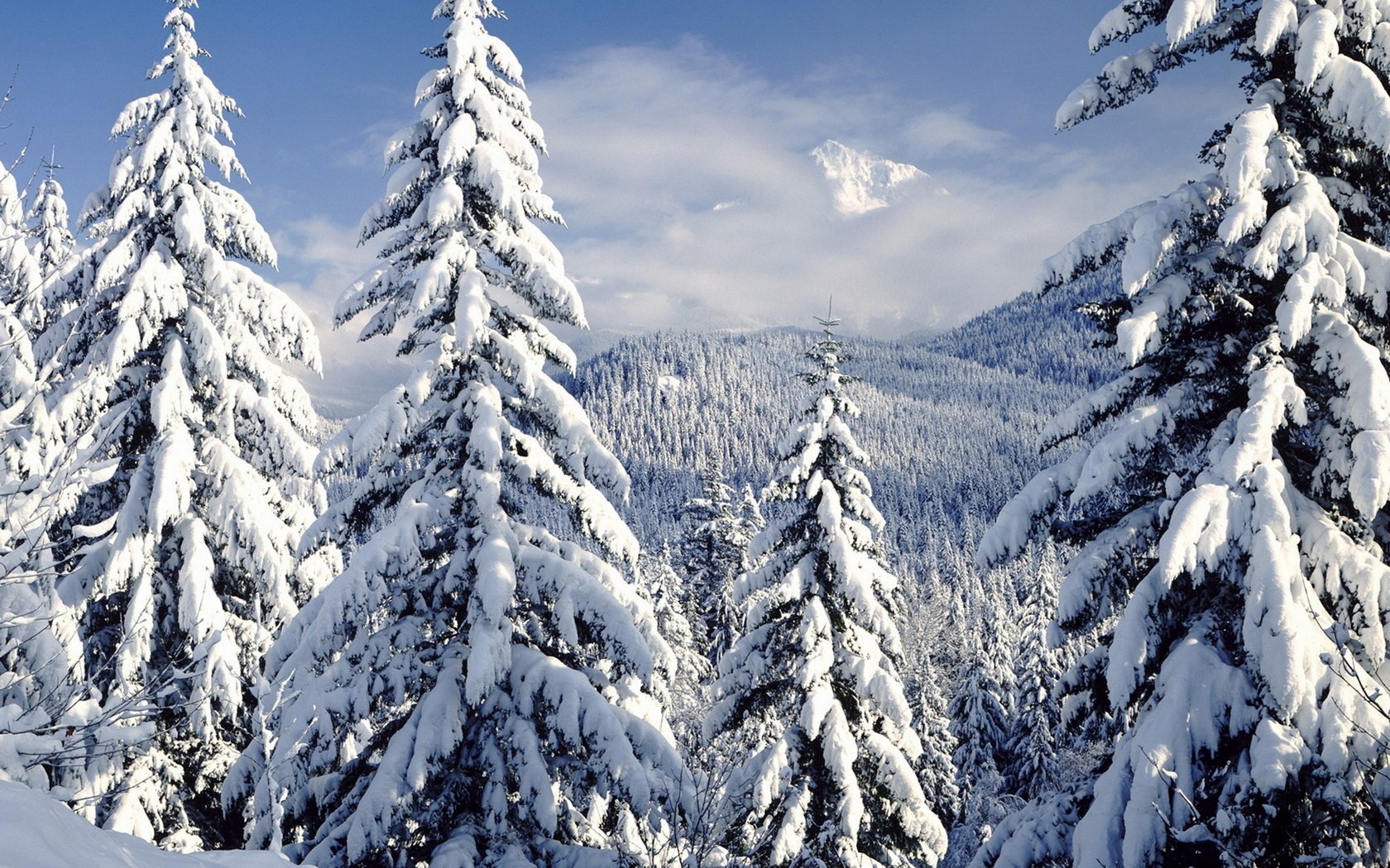 Download Snow Mountain Forest Tree Nature Winter Snowy Mountain ...