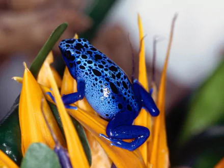 A vibrant blue poison dart frog perched on striking yellow petals, showcasing its unique coloration and intricate patterns, set against a lush background for an engaging HD desktop wallpaper.