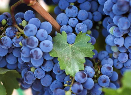 A close-up of vibrant blue grapes with a green leaf, showcased as a high-definition desktop wallpaper and background, emphasizing the beauty of fresh fruit.