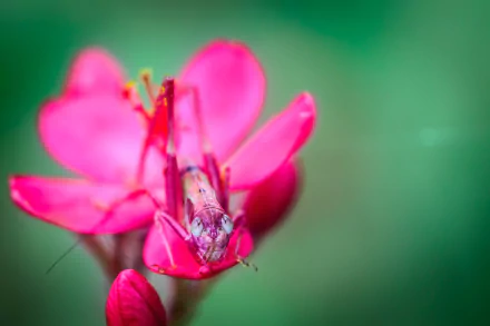 Animal grasshopper HD Desktop Wallpaper | Background Image