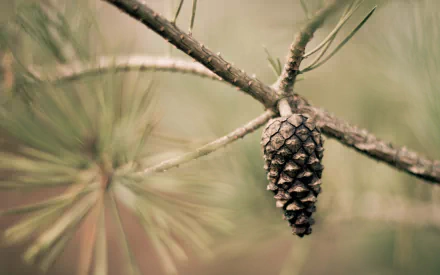 HD desktop wallpaper featuring a close-up of a pine cone on a branch with soft, blurred natural green background.