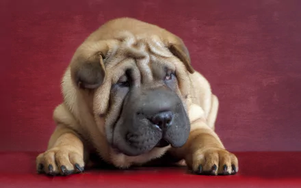 A cheerful shar pei puppy rests on a red background, showcasing its distinctive wrinkled skin and playful expression. This vibrant image serves as an engaging HD desktop wallpaper.