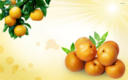 apricot food pear HD Desktop Wallpaper | Background Image