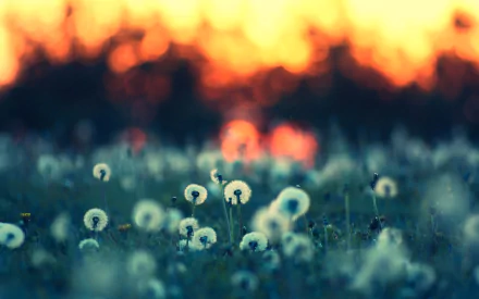 HD wallpaper of a field of dandelions at dusk with a vibrant orange sunset in the background, capturing the essence of nature.