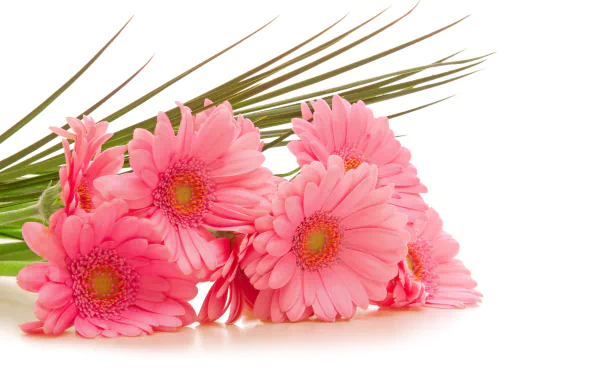 A vibrant collection of pink gerbera daisies, beautifully showcasing nature's elegance, set against a clean background. This HD wallpaper captures the charm of flowers perfectly.