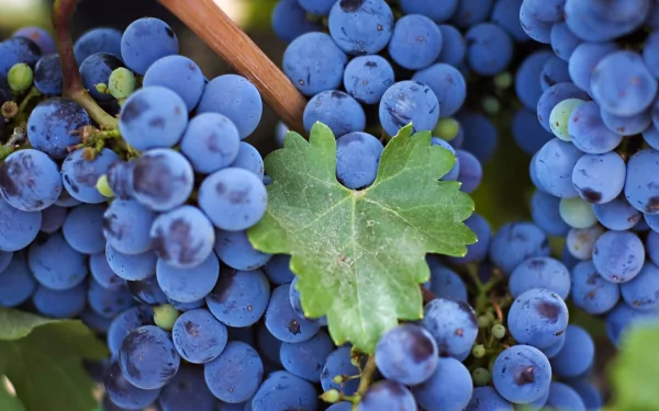 A close-up of vibrant blue grapes with a green leaf, showcased as a high-definition desktop wallpaper and background, emphasizing the beauty of fresh fruit.