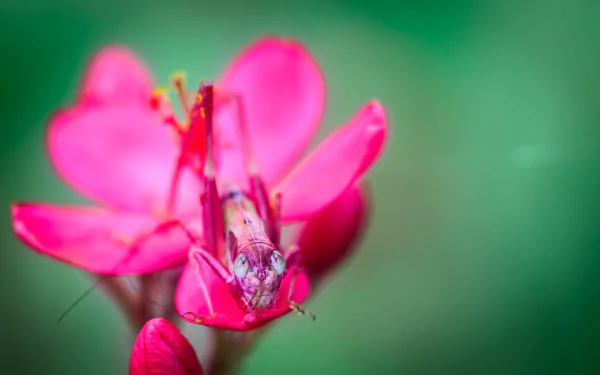 Animal grasshopper HD Desktop Wallpaper | Background Image
