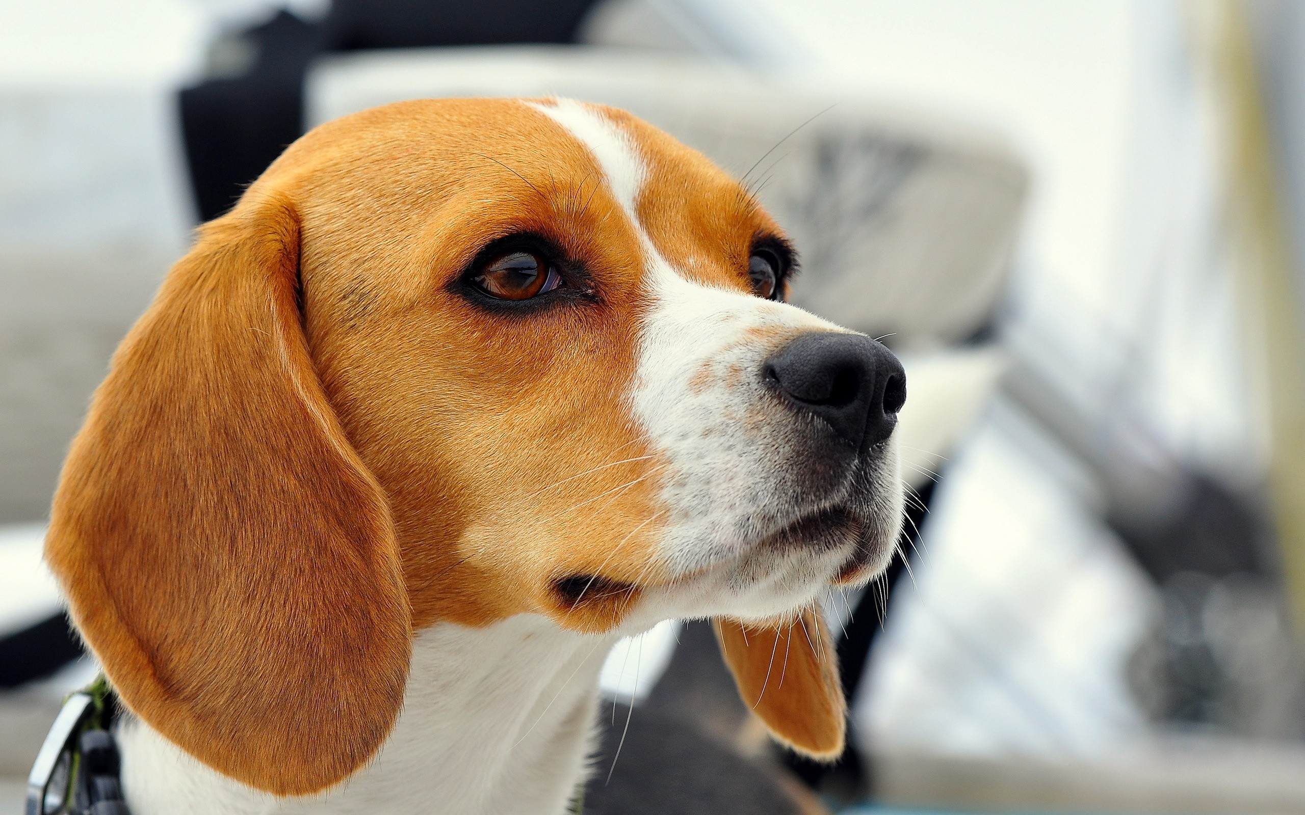 120+ Beagle HD Wallpapers and Backgrounds