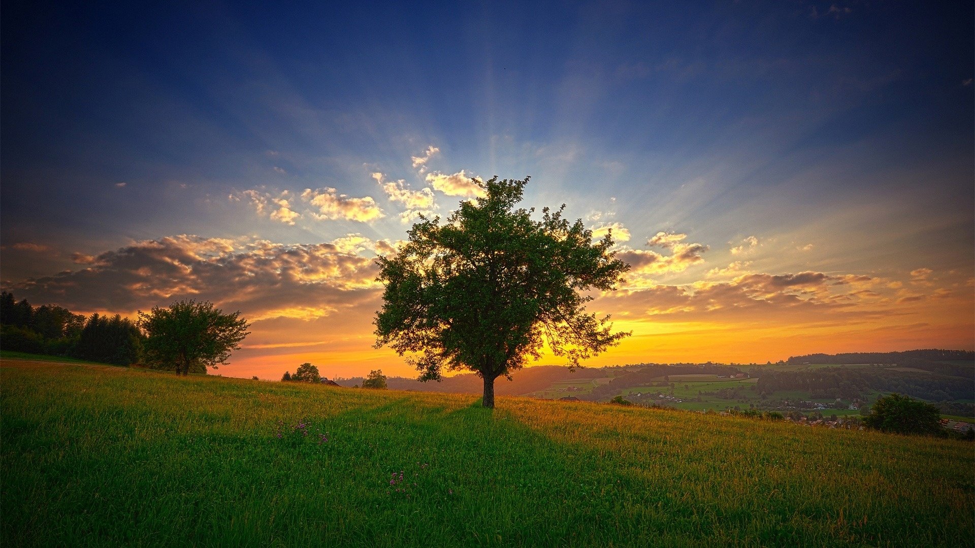 Download Nature Tree HD Wallpaper