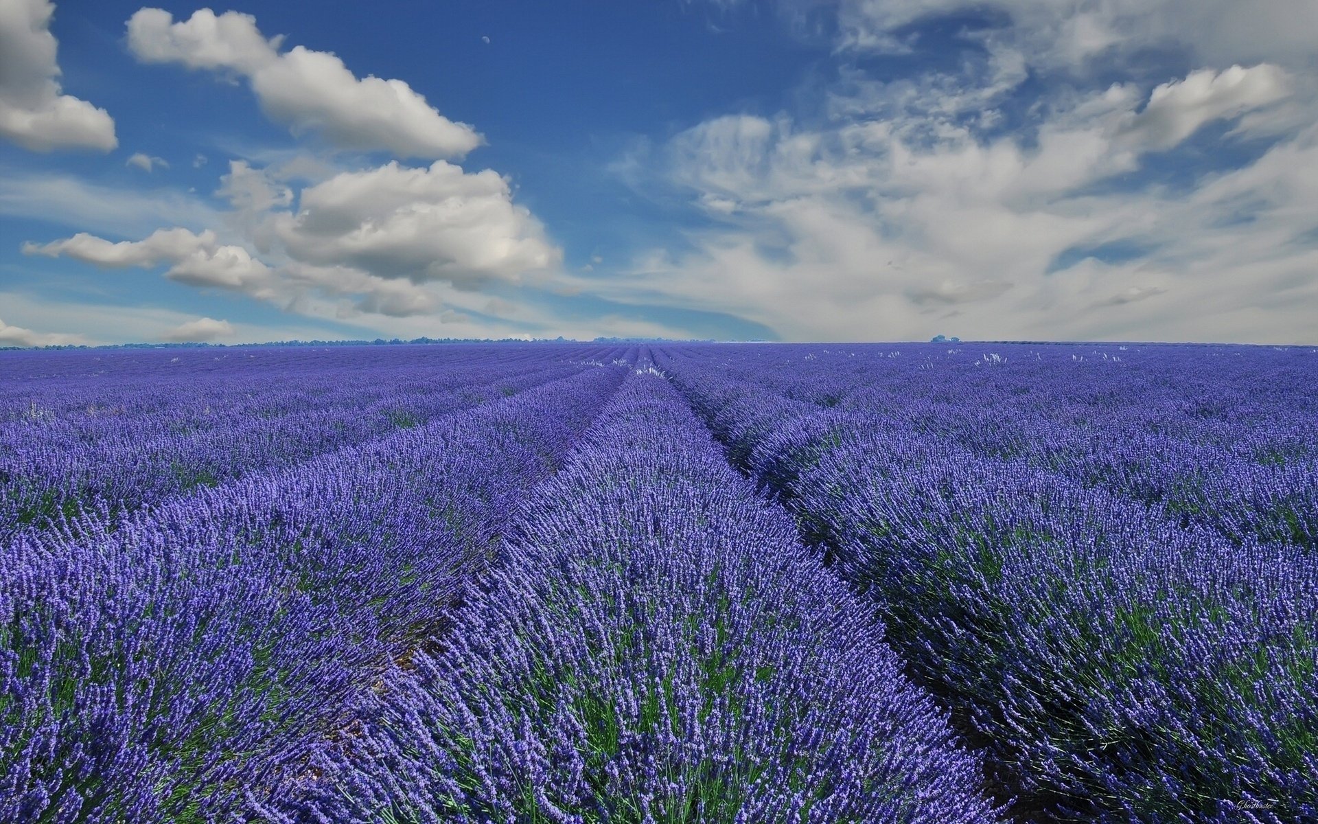 Download Nature Lavender HD Wallpaper