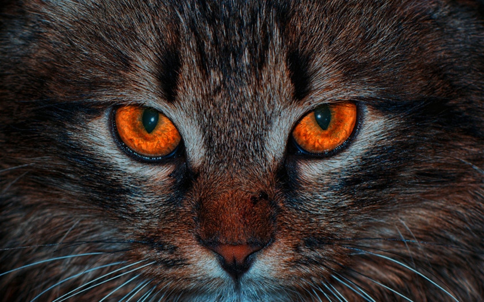 Кот с красными глазами10