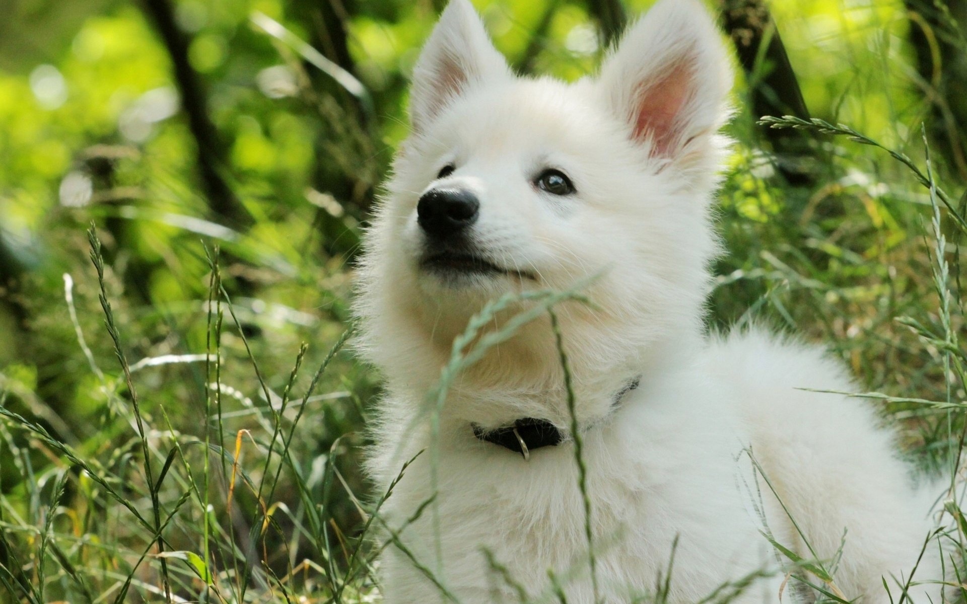 HD PC desktop wallpaper/background of an animal puppy: a fluffy white pup resting in sunlit green grass, alert and gazing upward.