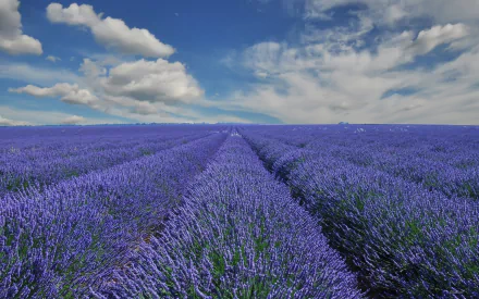 nature lavender HD Desktop Wallpaper | Background Image