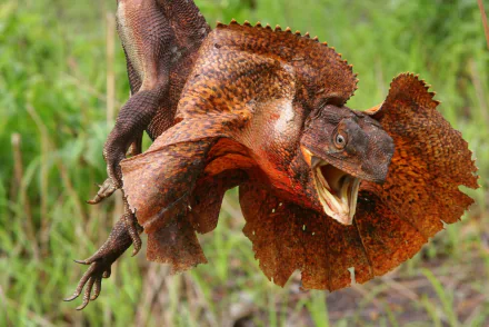 HD desktop wallpaper featuring a vibrant frilled-neck lizard in mid-air with its frill fully extended against a blurred green background.