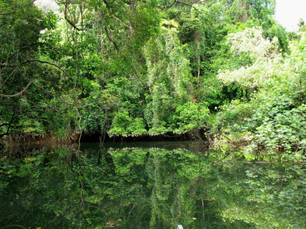 Lush green forest of Daintree Rainforest reflected in calm water, showcasing dense nature in this HD PC desktop wallpaper and background.