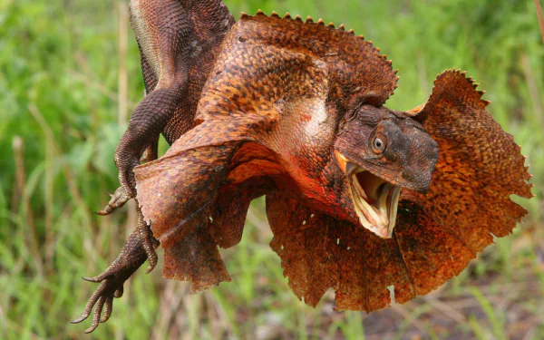 HD desktop wallpaper featuring a vibrant frilled-neck lizard in mid-air with its frill fully extended against a blurred green background.