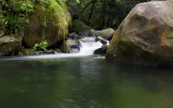 forest nature daintree rainforest HD Desktop Wallpaper | Background Image
