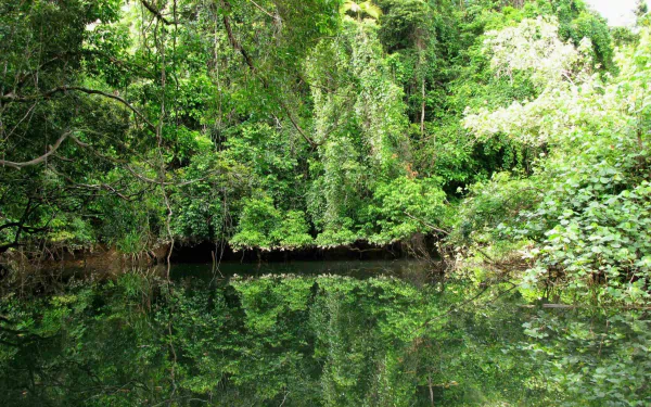 forest nature daintree rainforest HD Desktop Wallpaper | Background Image