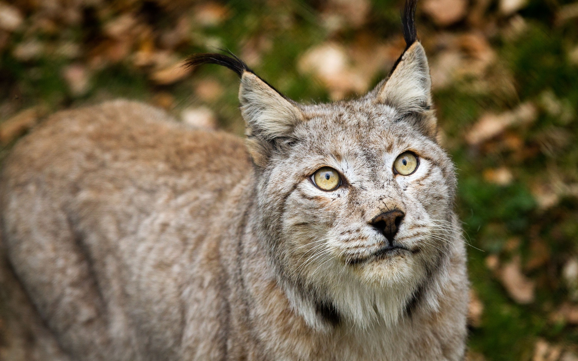 Download Animal Lynx Hd Wallpaper