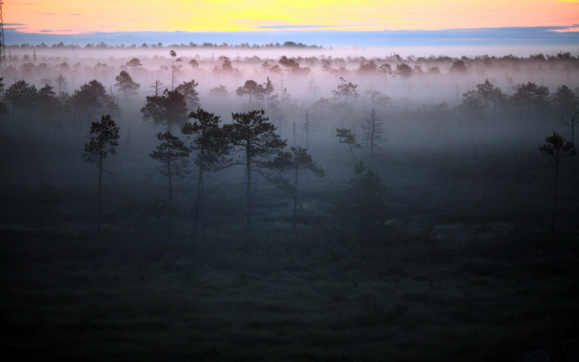 Nature Fog HD Wallpaper
