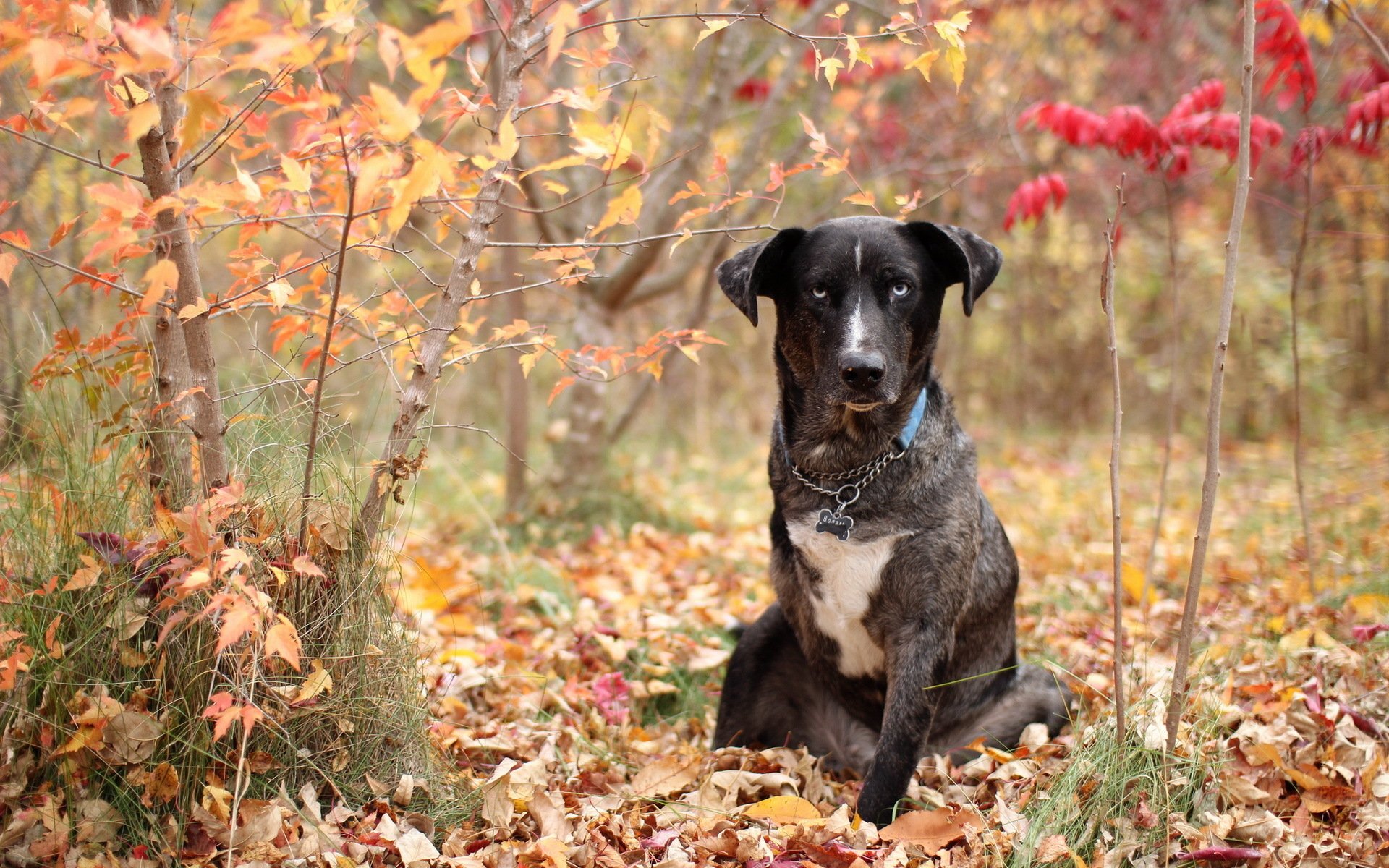 A dog sits among vibrant autumn leaves, surrounded by colorful trees, creating a warm and inviting HD desktop wallpaper and background.