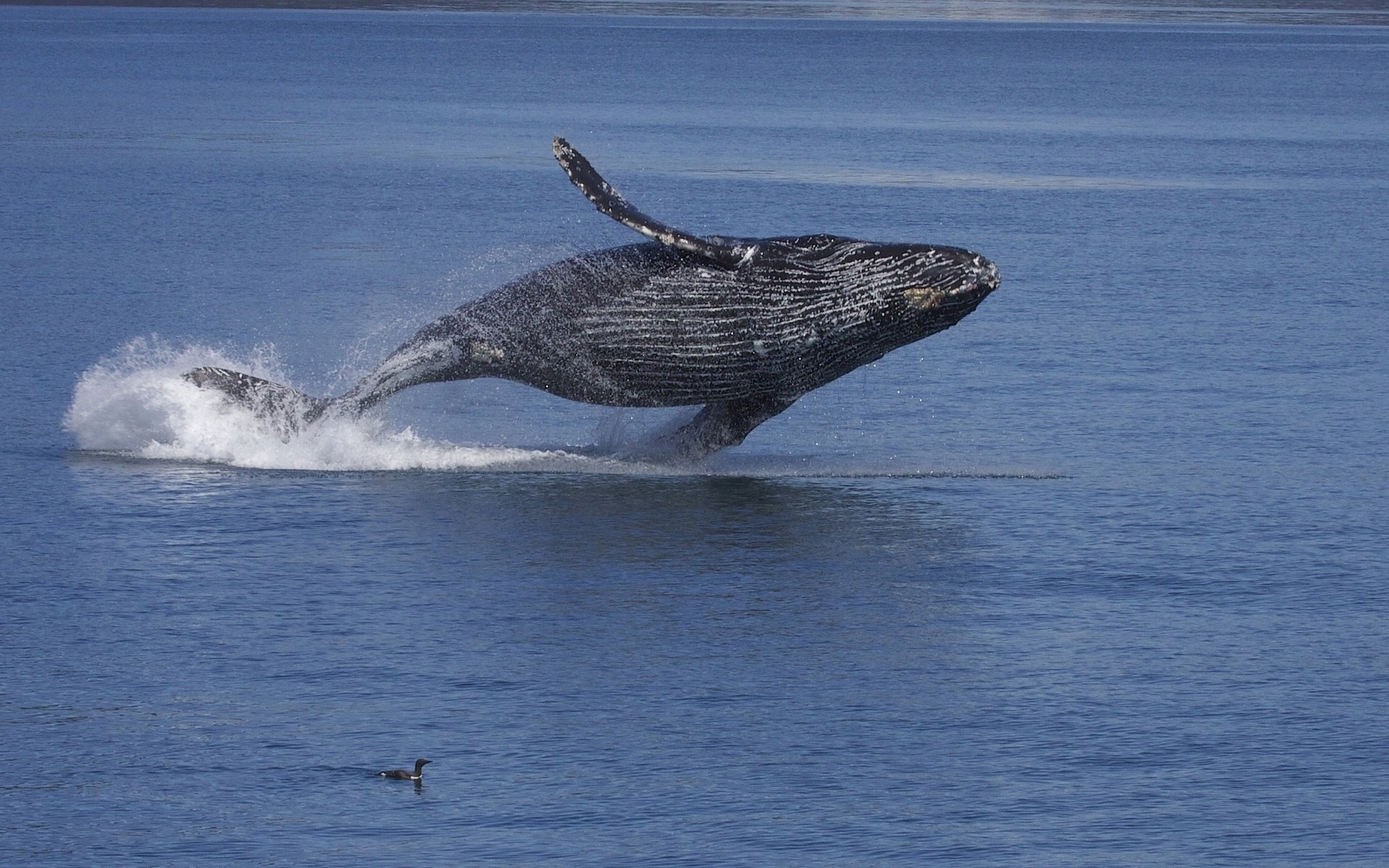 A humpback whale breaches the surface of clear blue water, showcasing its majestic form in a stunning HD desktop wallpaper backdrop.