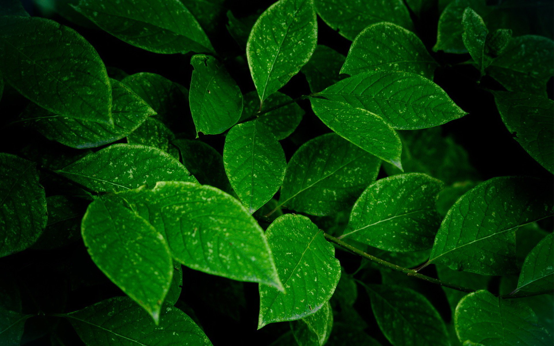 Download Nature Leaf HD Wallpaper