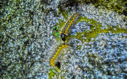 HD desktop wallpaper featuring a close-up of a caterpillar with yellow and black markings crawling on a textured, moss-covered rock surface.
