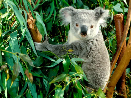 A detailed HD desktop wallpaper featuring a koala perched on a eucalyptus tree, surrounded by vibrant green foliage, capturing the warmth and charm of this iconic Australian animal.