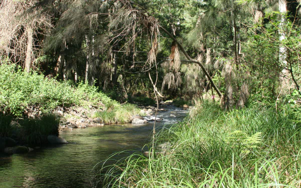 park nature lamington national park HD Desktop Wallpaper | Background Image