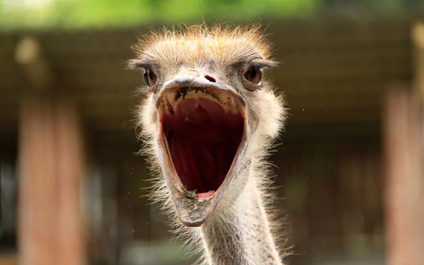 A close-up of an ostrich with its mouth wide open, showcasing its unique features. This vibrant image serves as an engaging HD desktop wallpaper and background.