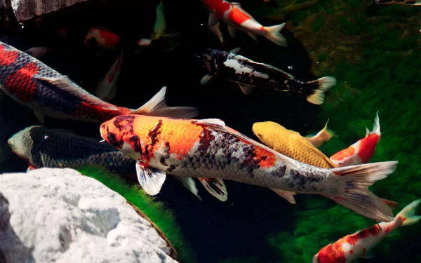Animal koi HD Desktop Wallpaper | Background Image