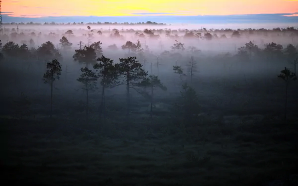 HD wallpaper of a serene morning landscape showing thin trees emerging from a dense layer of ground fog at dawn.