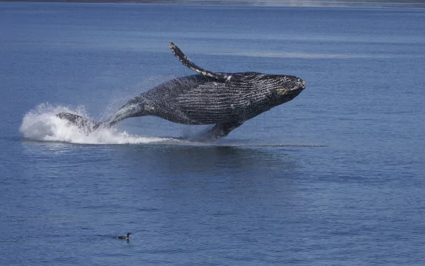A humpback whale breaches the surface of clear blue water, showcasing its majestic form in a stunning HD desktop wallpaper backdrop.