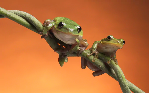 HD PC desktop wallpaper featuring two vibrant green frogs perched on a branch against a smooth orange background.