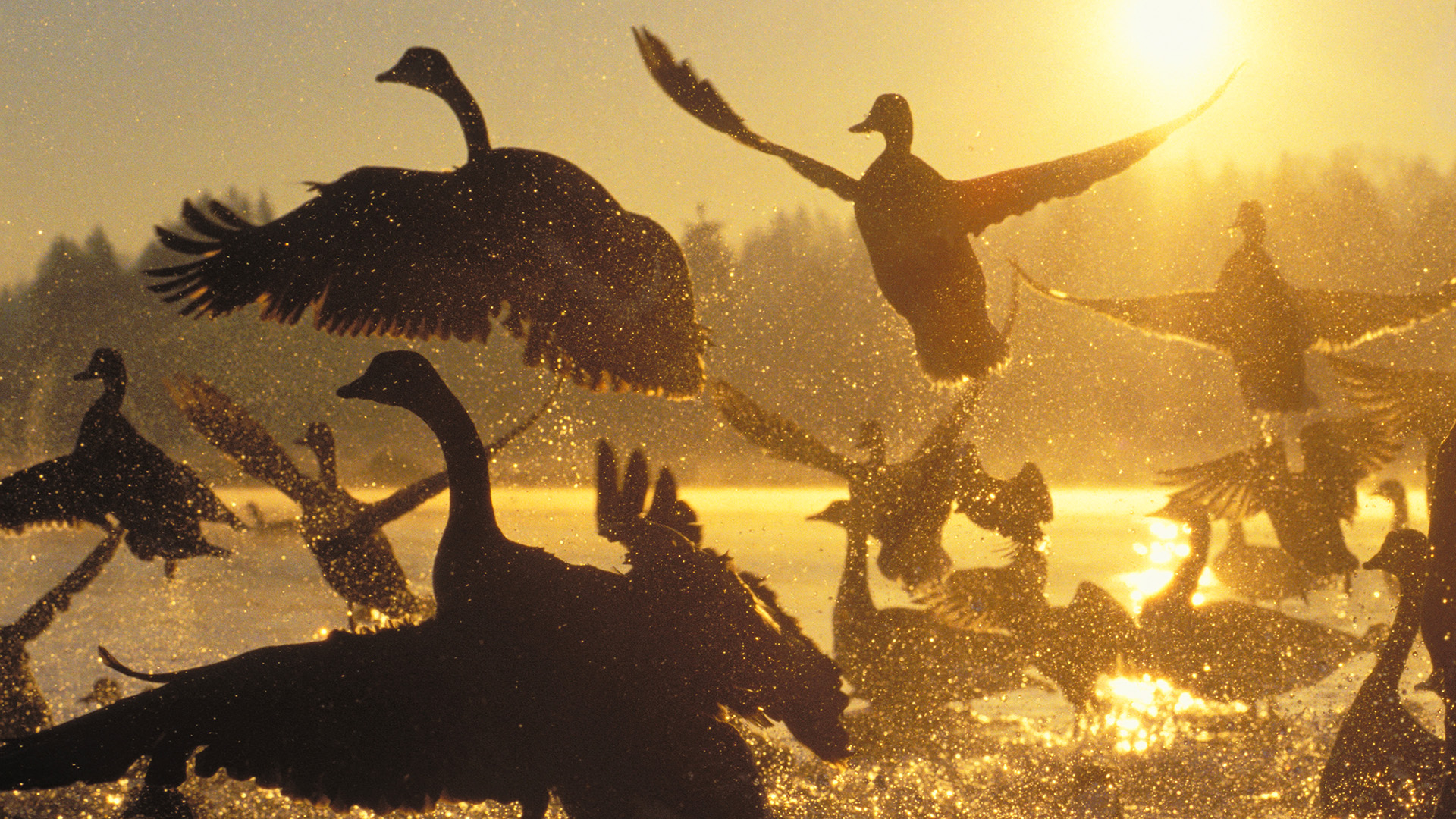 Animal Goose HD Wallpaper | Background Image