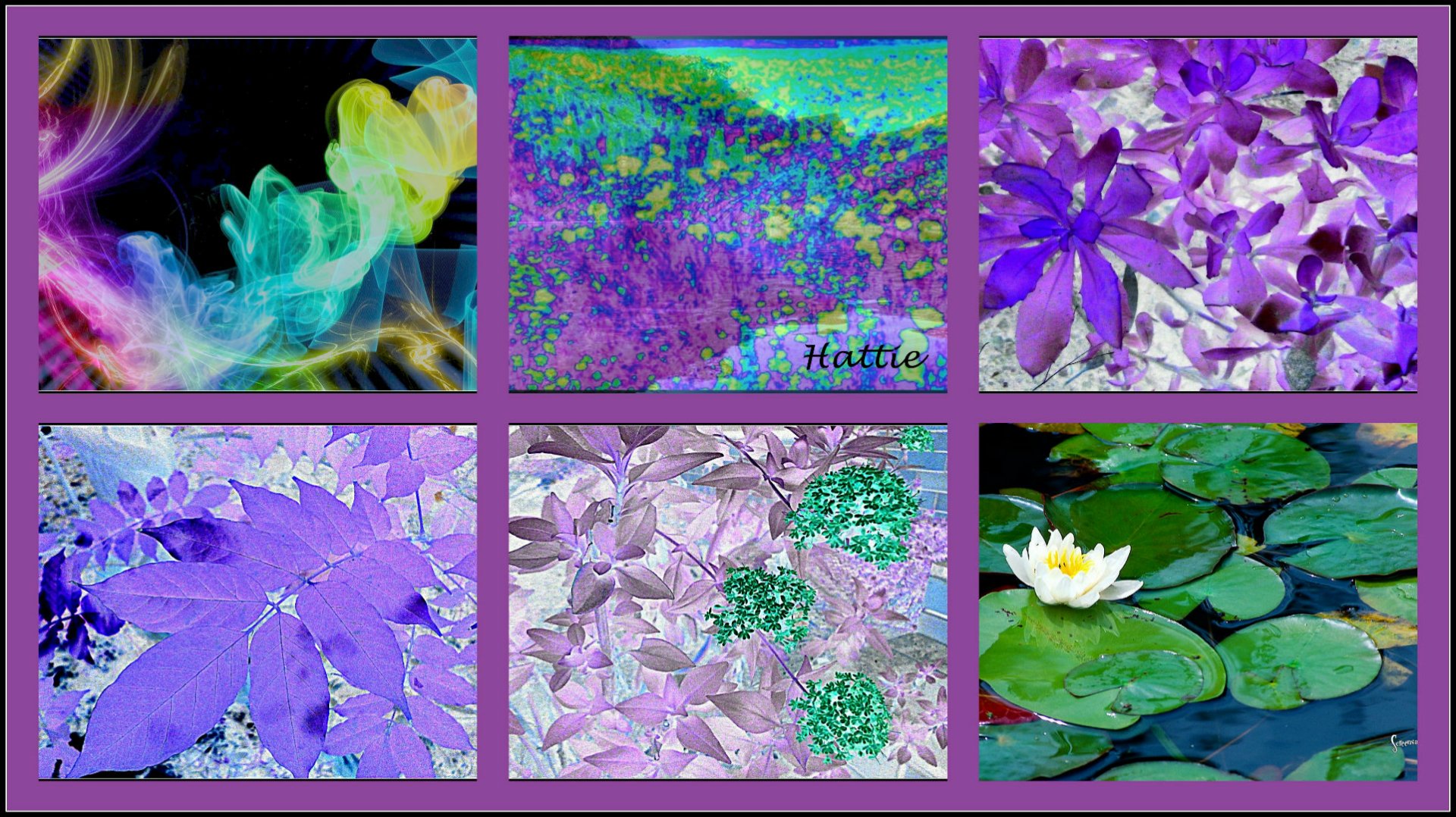 Download Water Leaf Blue Mauve Collage Artistic Nature HD Wallpaper