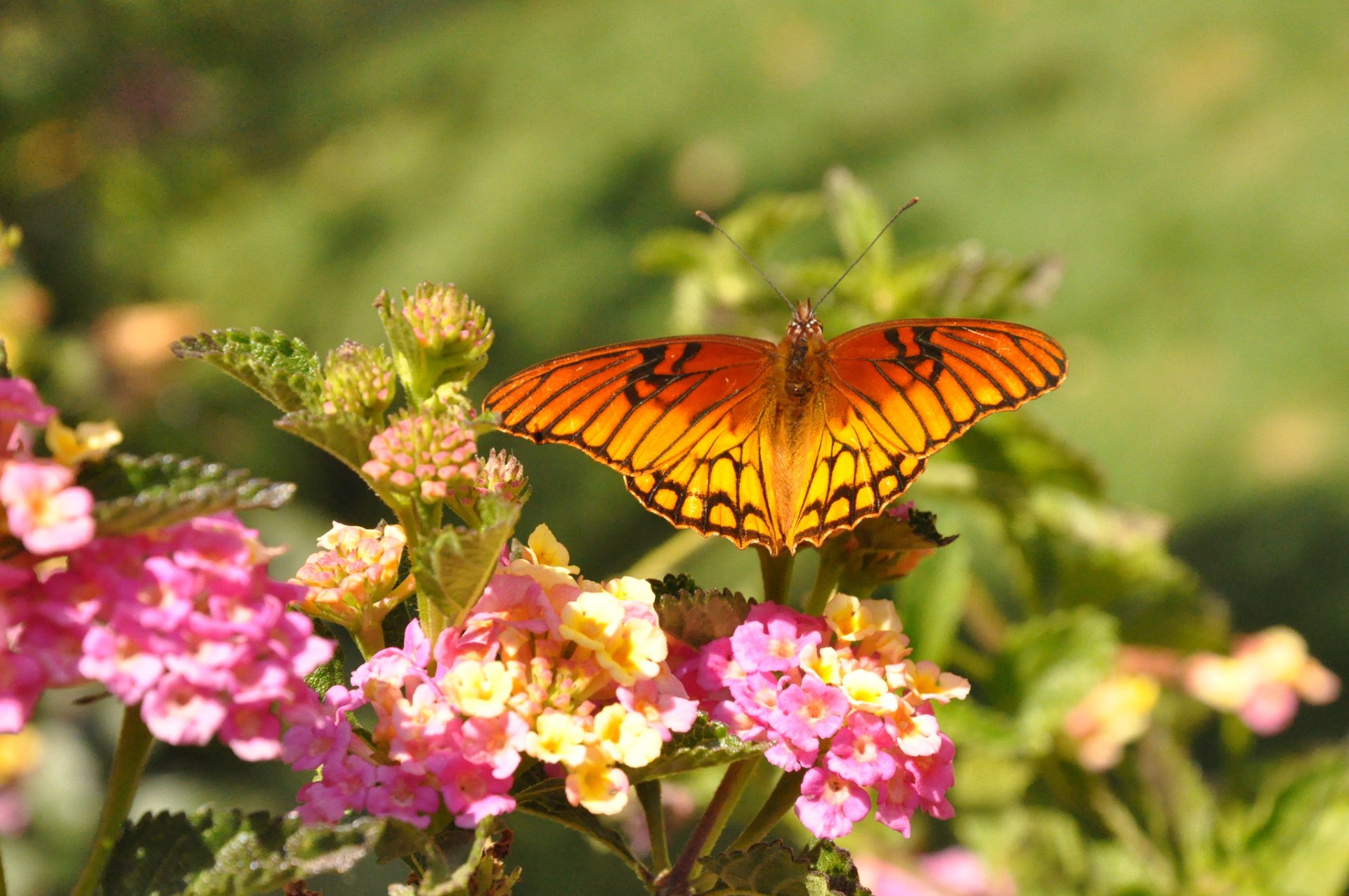 HD PC desktop wallpaper featuring a vibrant orange butterfly perched on colorful pink and yellow flowers against a soft green blurred background.