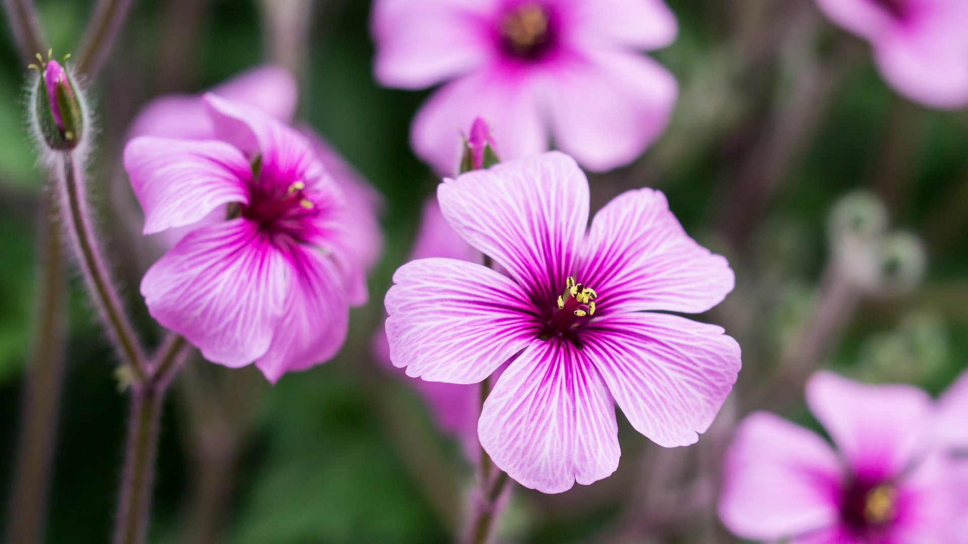 HD PC desktop wallpaper showcasing vibrant pink flowers in nature with detailed petals and soft green background.