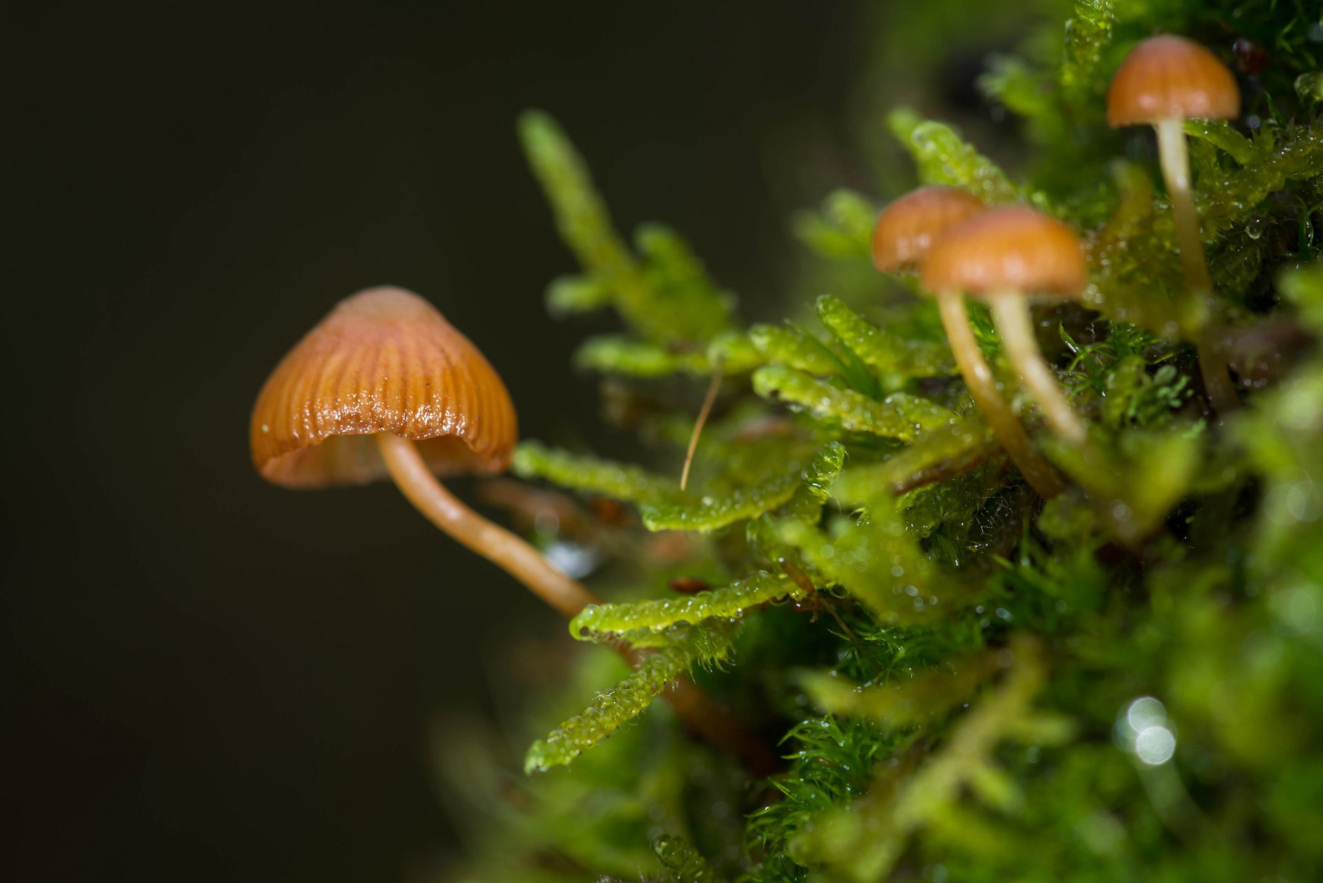 Close-up of small orange mushrooms growing on vibrant green moss, captured in HD for a nature-inspired PC desktop wallpaper and background.