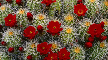 nature cactus HD Desktop Wallpaper | Background Image