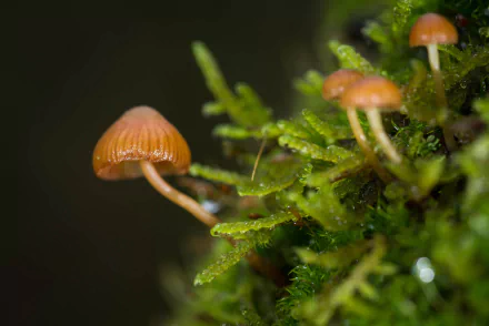 nature mushroom HD Desktop Wallpaper | Background Image