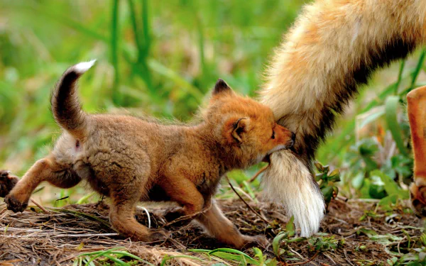 HD wallpaper of a playful fox cub biting the tail of an adult fox, set against a grassy background.
