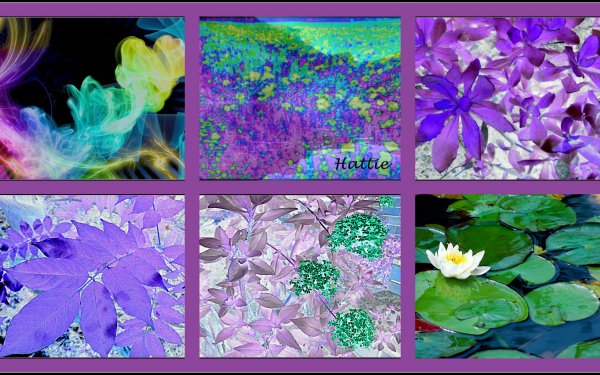 Artistic Nature Collage Mauve Blue Leaf Water HD Wallpaper | Background Image