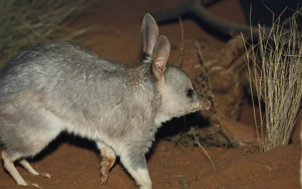 Animal bilby HD Desktop Wallpaper | Background Image