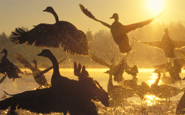 Animal goose HD Desktop Wallpaper | Background Image