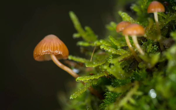 Close-up of small orange mushrooms growing on vibrant green moss, captured in HD for a nature-inspired PC desktop wallpaper and background.