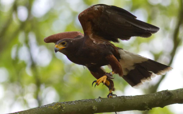 A striking Harris's hawk poised on a branch, showcasing its impressive wings and vibrant plumage, perfectly captured for a captivating HD PC desktop wallpaper and background.
